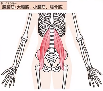 腸腰筋