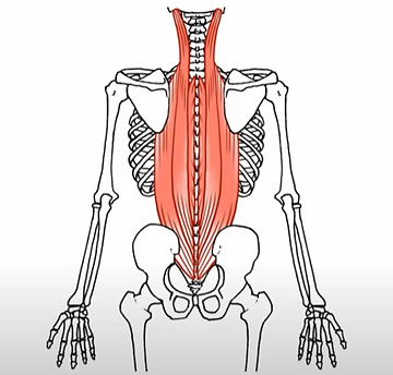脊柱筋（背中の筋肉）