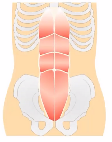 腹直筋（腹筋）