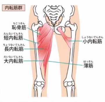 股関節内転筋群