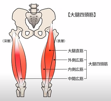大腿四頭筋（太ももの前側の筋肉）