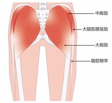 大殿筋（お尻の筋肉）