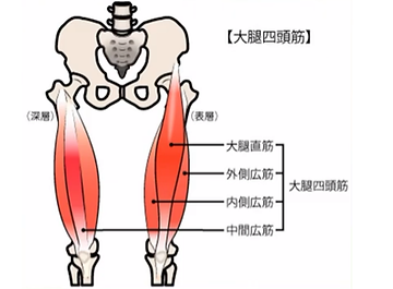 大腿四頭筋