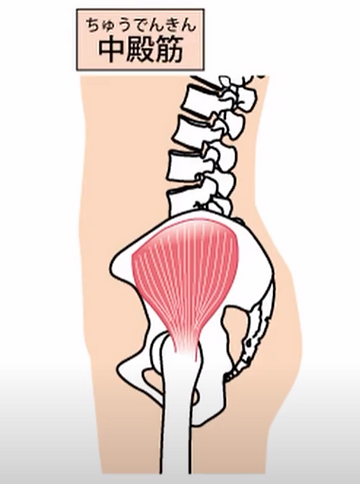 中殿筋（お尻横の筋肉）