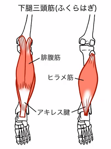下腿三頭筋（ふくらはぎの筋肉）
