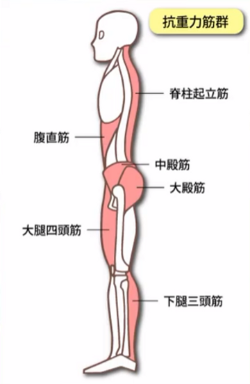 抗重力筋群